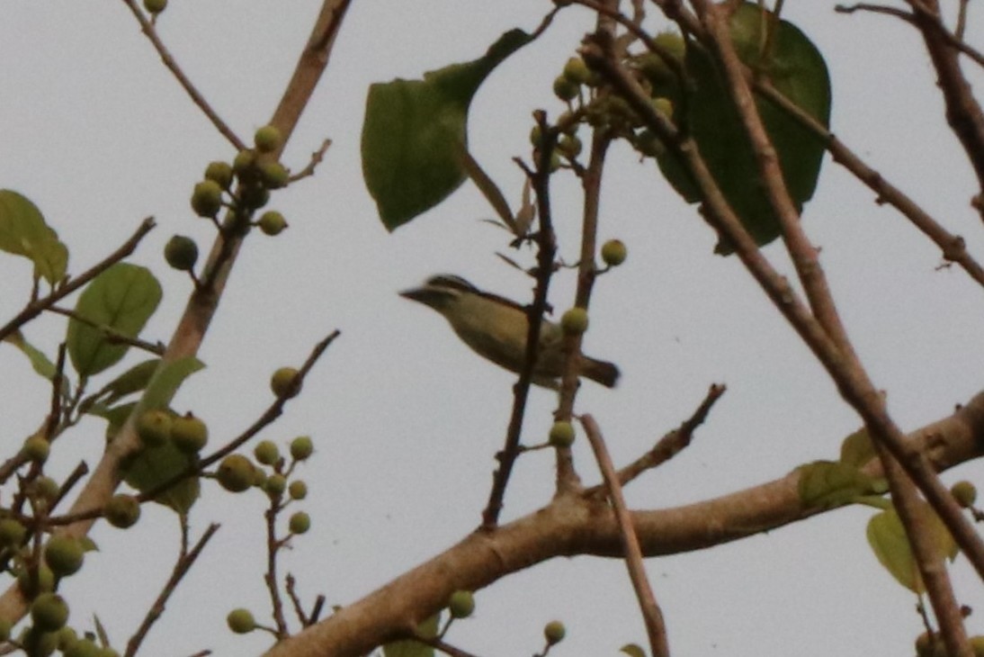 Yellow-rumped Tinkerbird (Yellow-rumped) - ML647234543