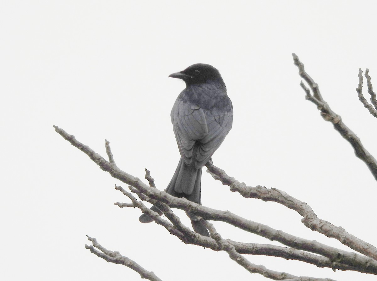 Black Drongo - ML647234560