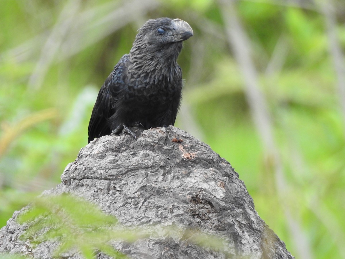Smooth-billed Ani - ML647234561