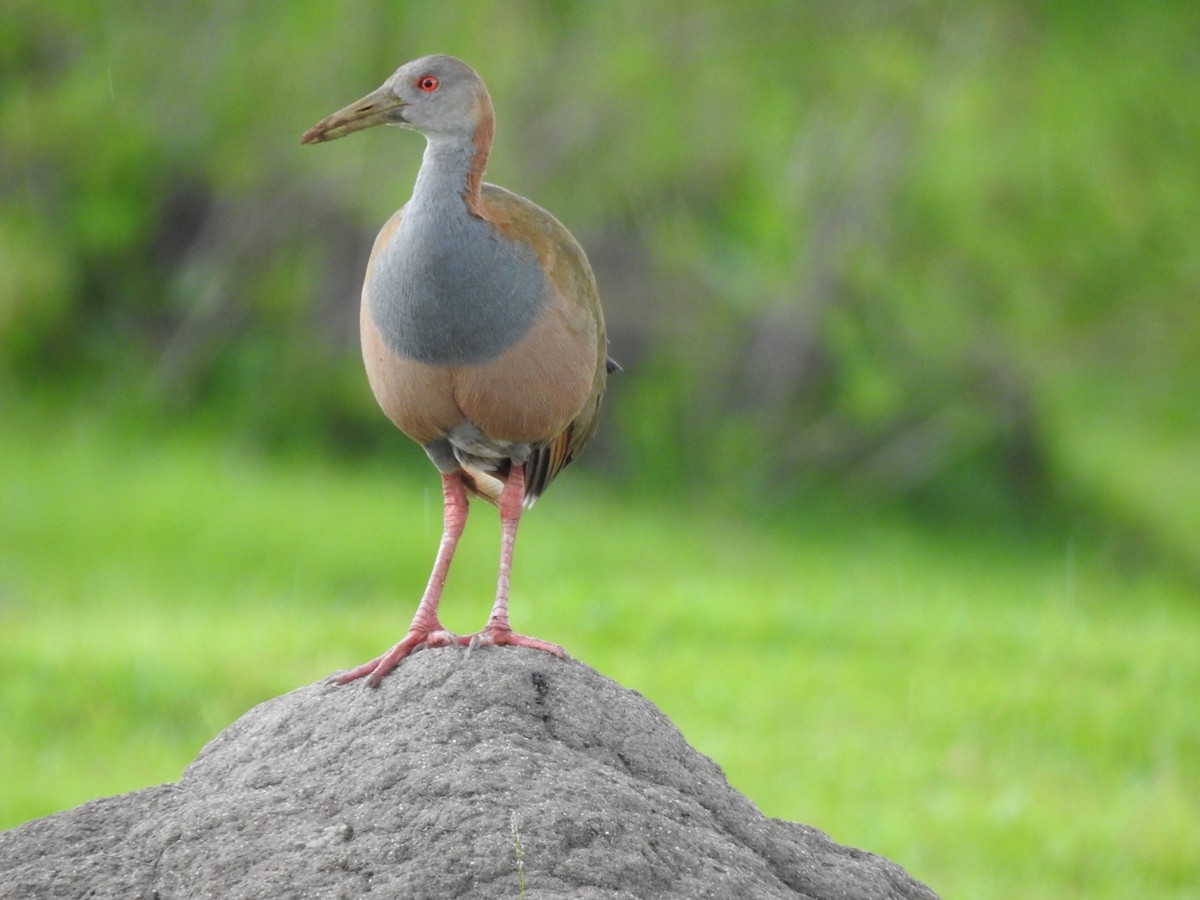 Giant Wood-Rail - ML647234570