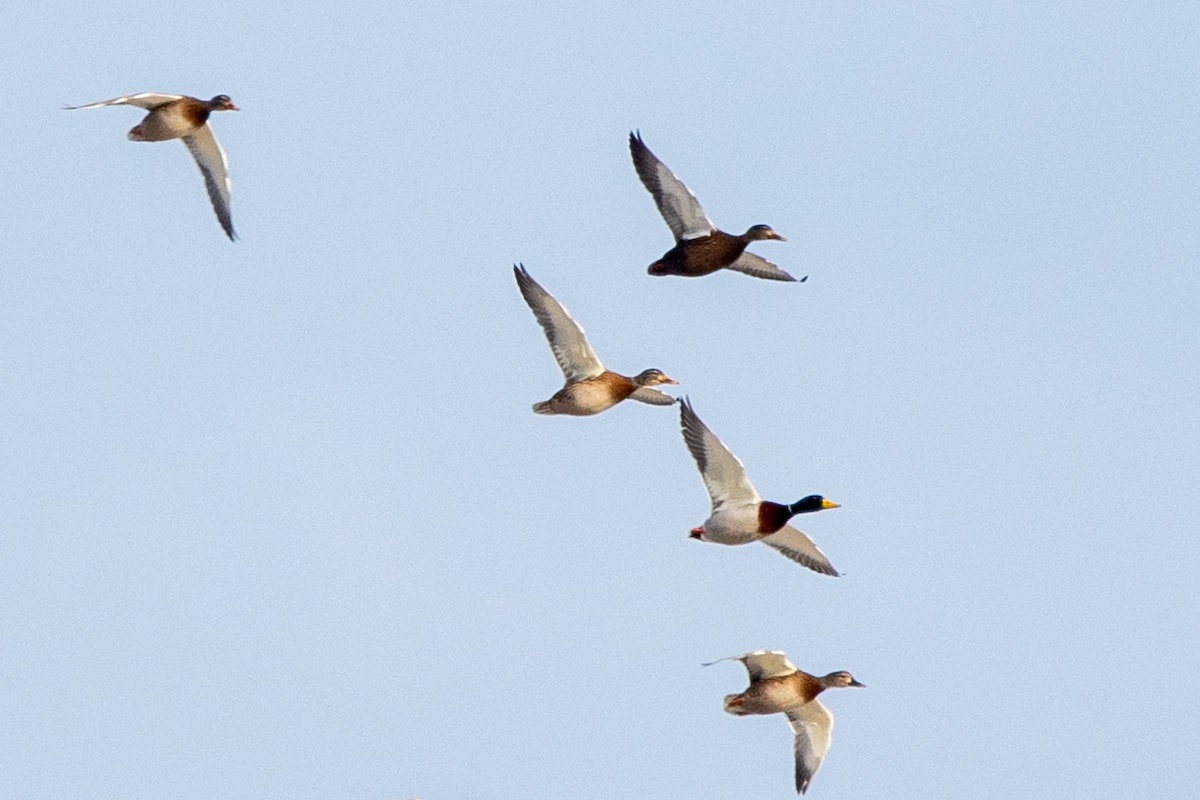 American Black Duck - ML647234571