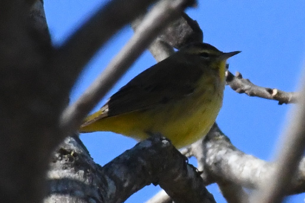 Palm Warbler (Yellow) - ML647234575