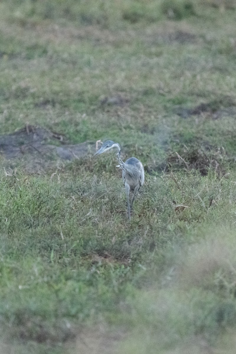 Black-headed Heron - ML647234592