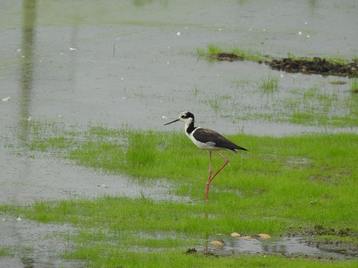 Black-necked Stilt (White-backed) - ML647234595