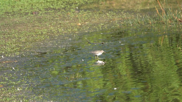 Набережник плямистий - ML647234598