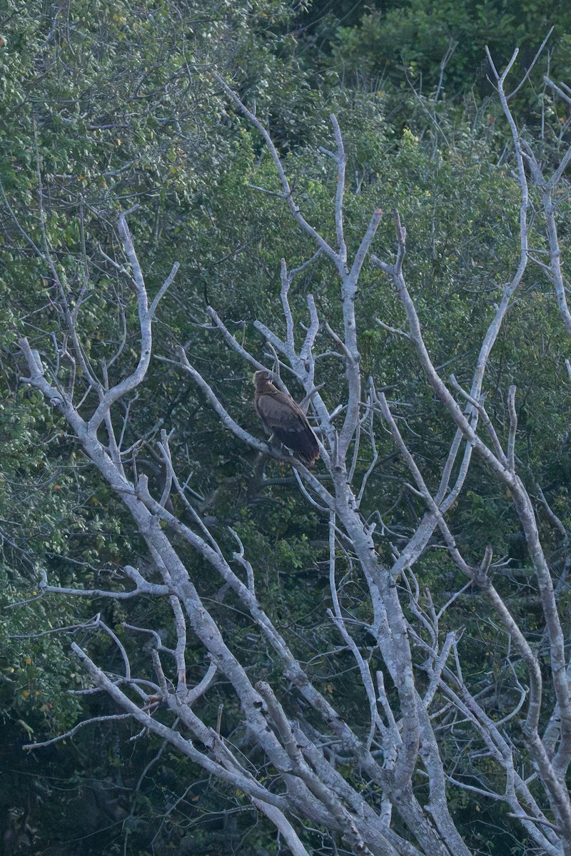 Palm-nut Vulture - ML647234599