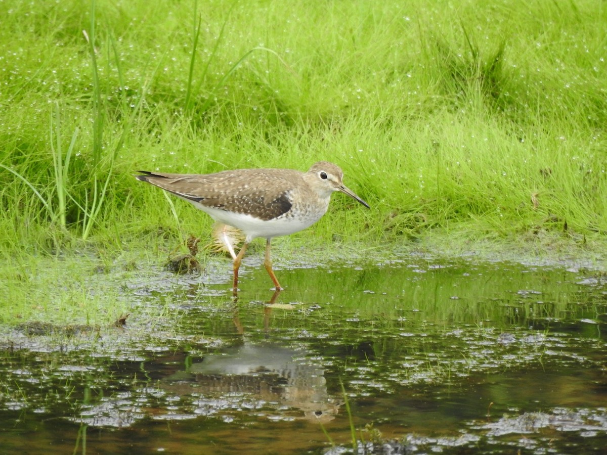 Solitary Sandpiper - ML647234605