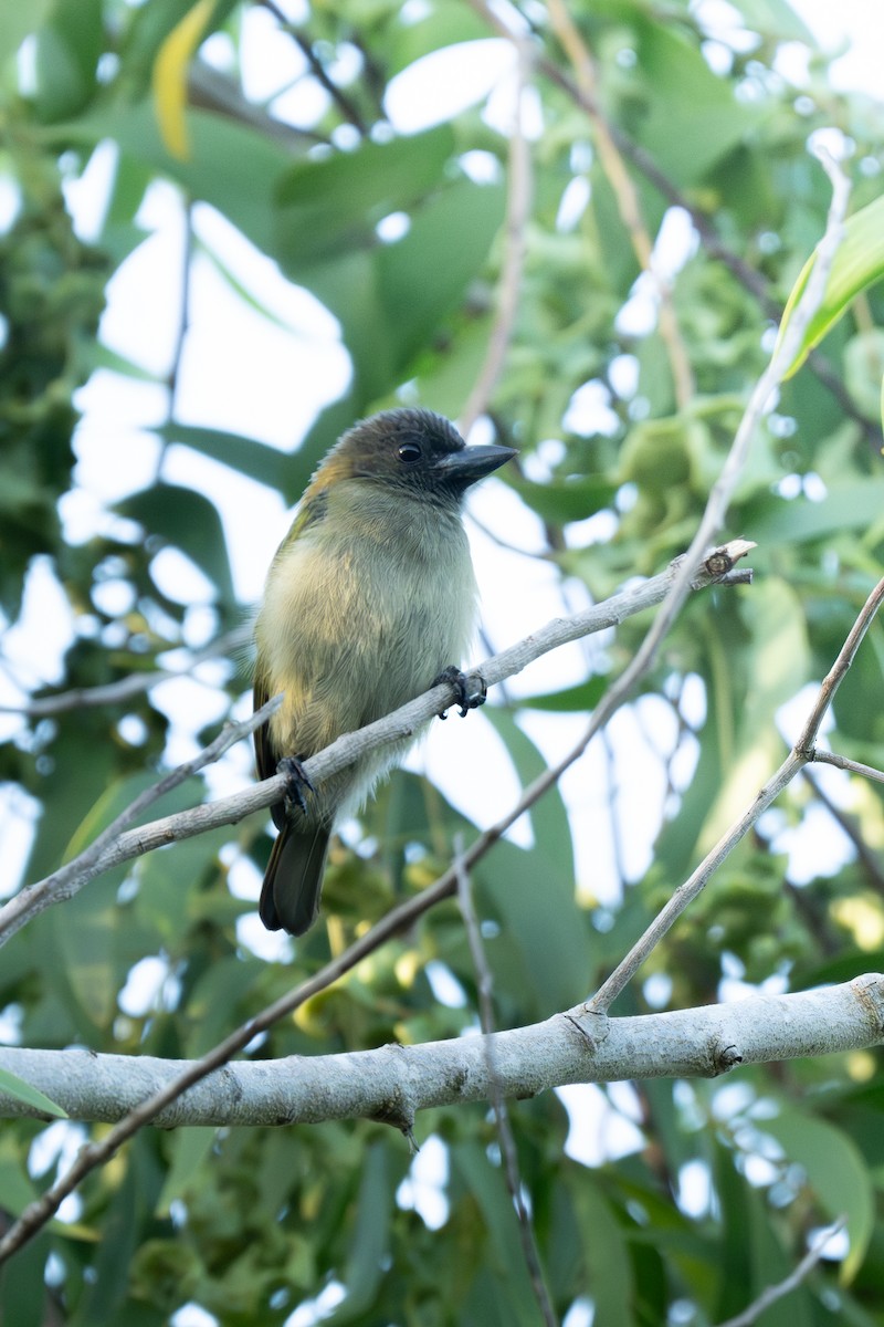 Green Barbet - ML647234621