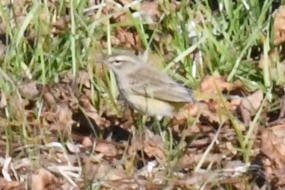 Palm Warbler (Western) - ML647234623