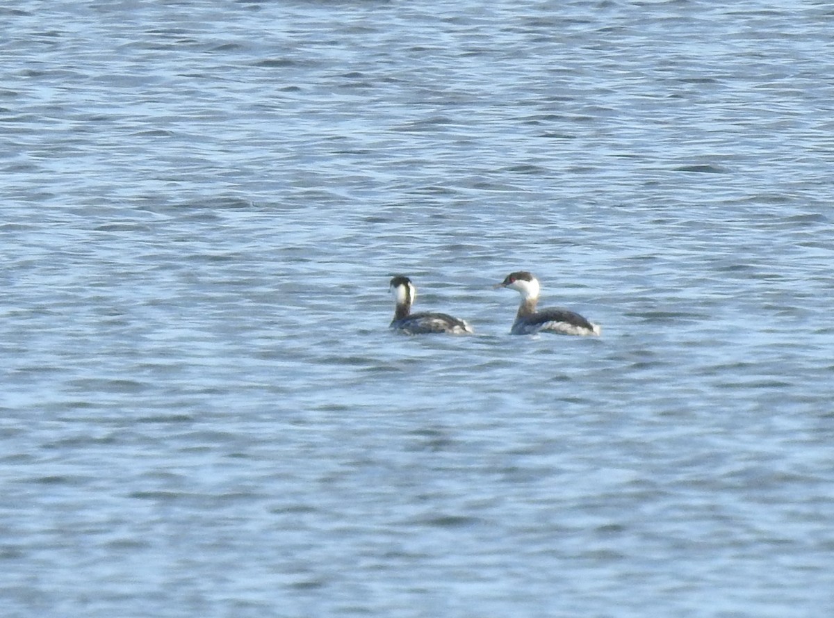 Horned Grebe - ML647234624