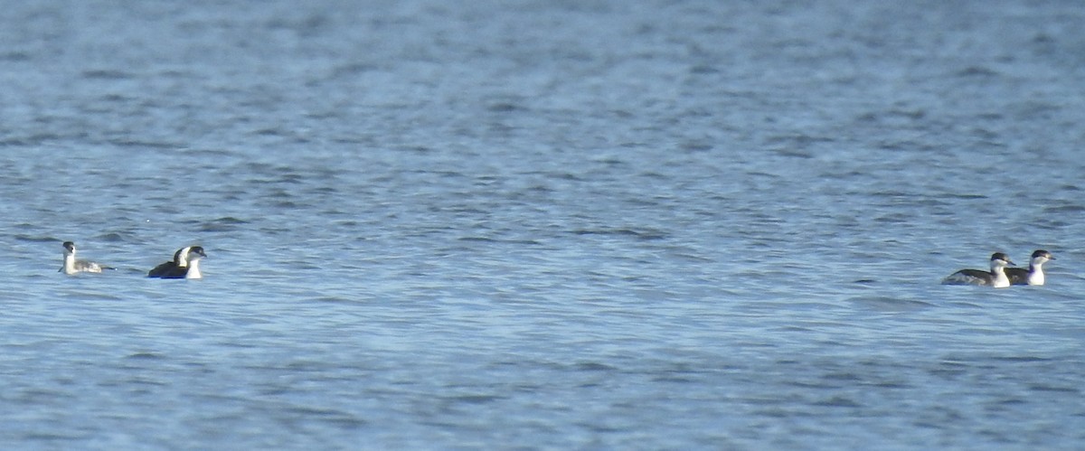 Horned Grebe - ML647234625