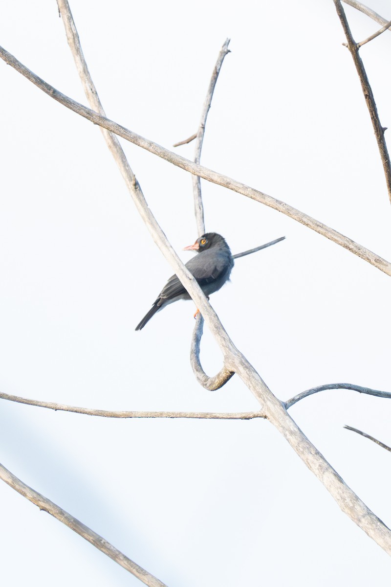 Chestnut-fronted Helmetshrike - ML647234628