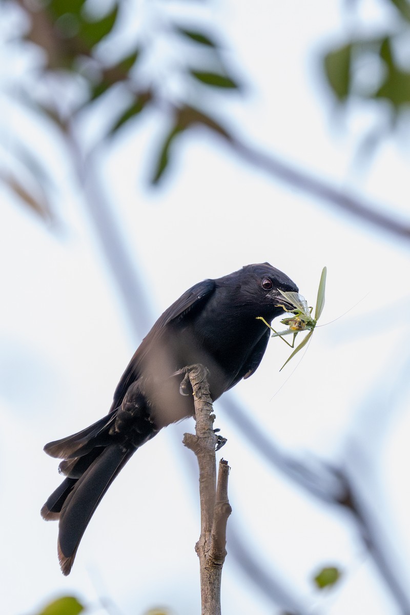 Fork-tailed Drongo - ML647234631