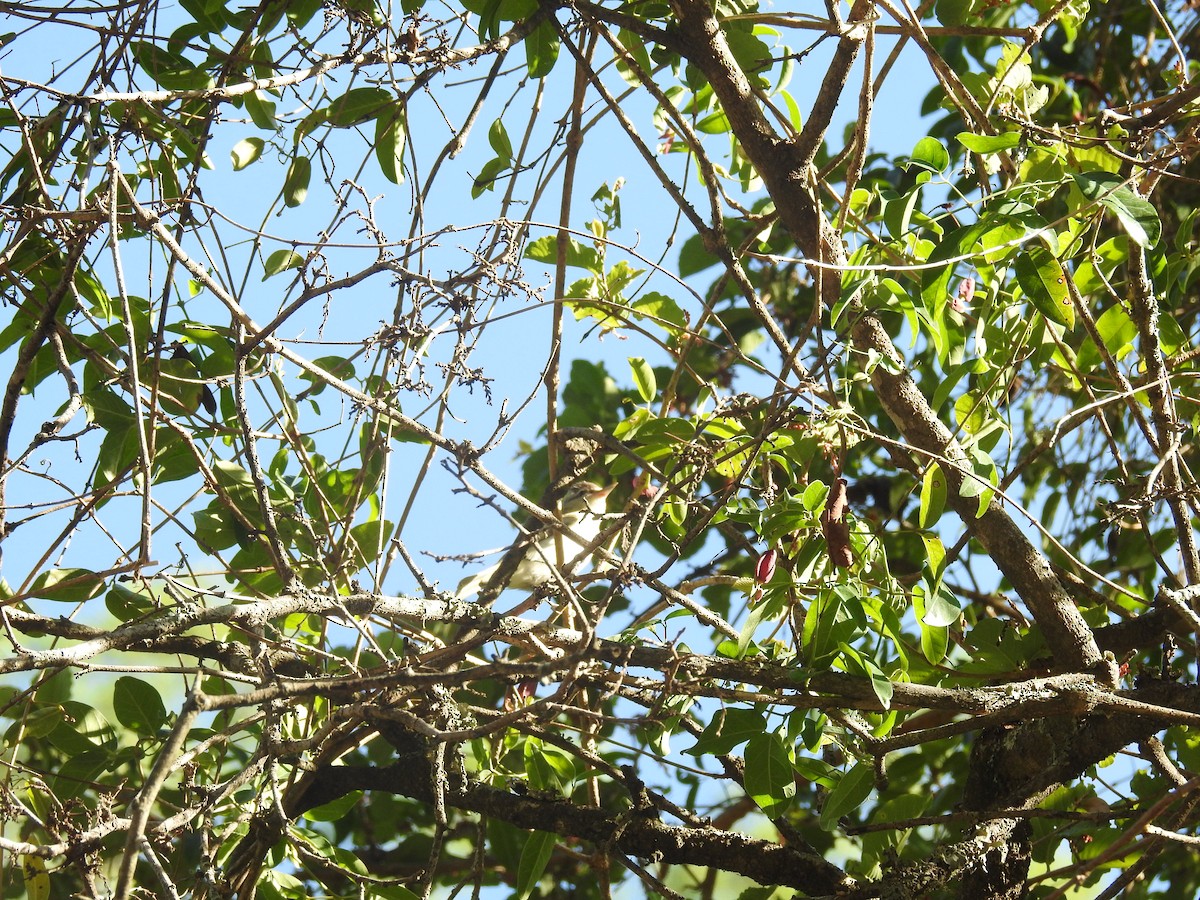 Chivi Vireo - ML647234634