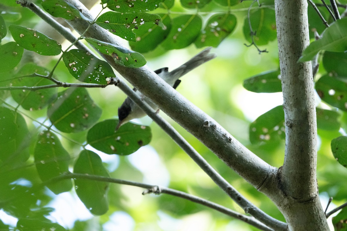 Black-headed Apalis - ML647234638