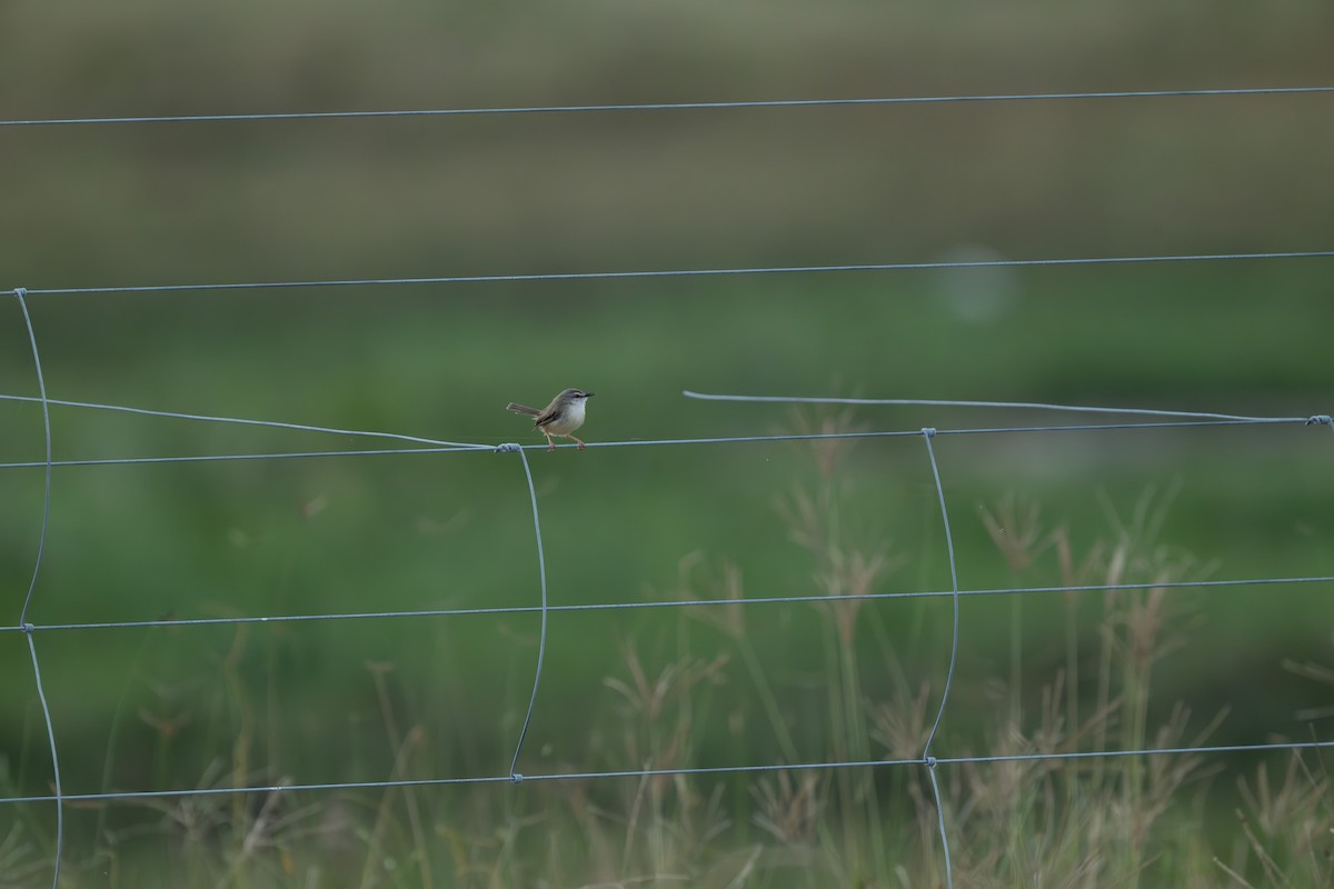 Tawny-flanked Prinia - ML647234645