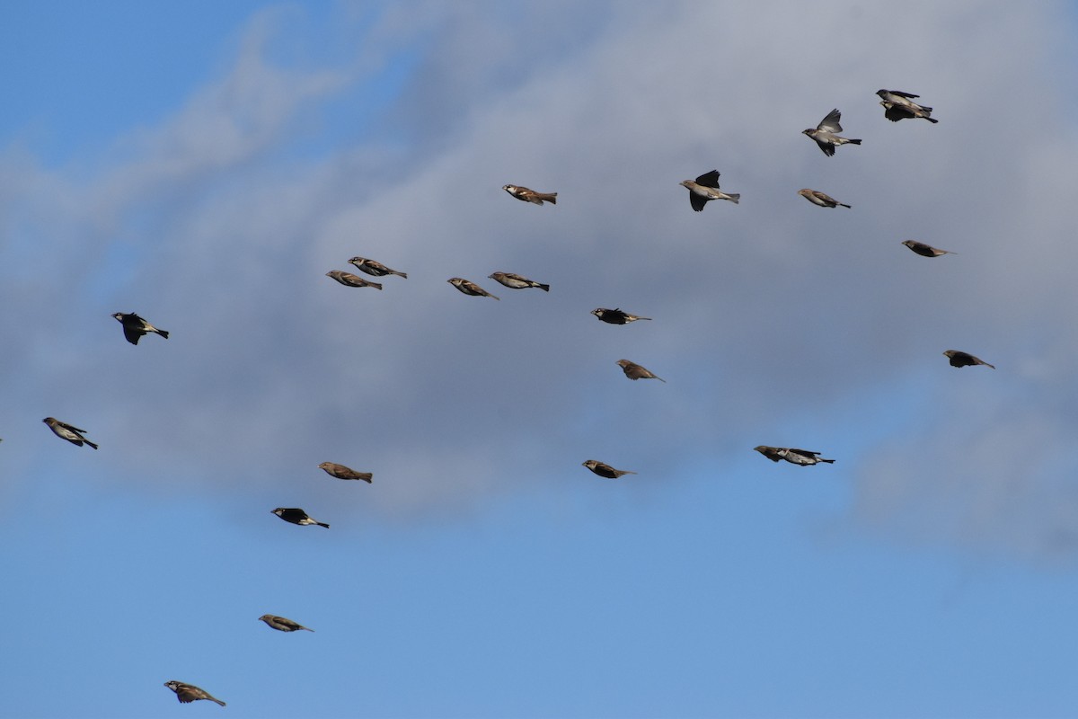 Spanish Sparrow - ML647234656