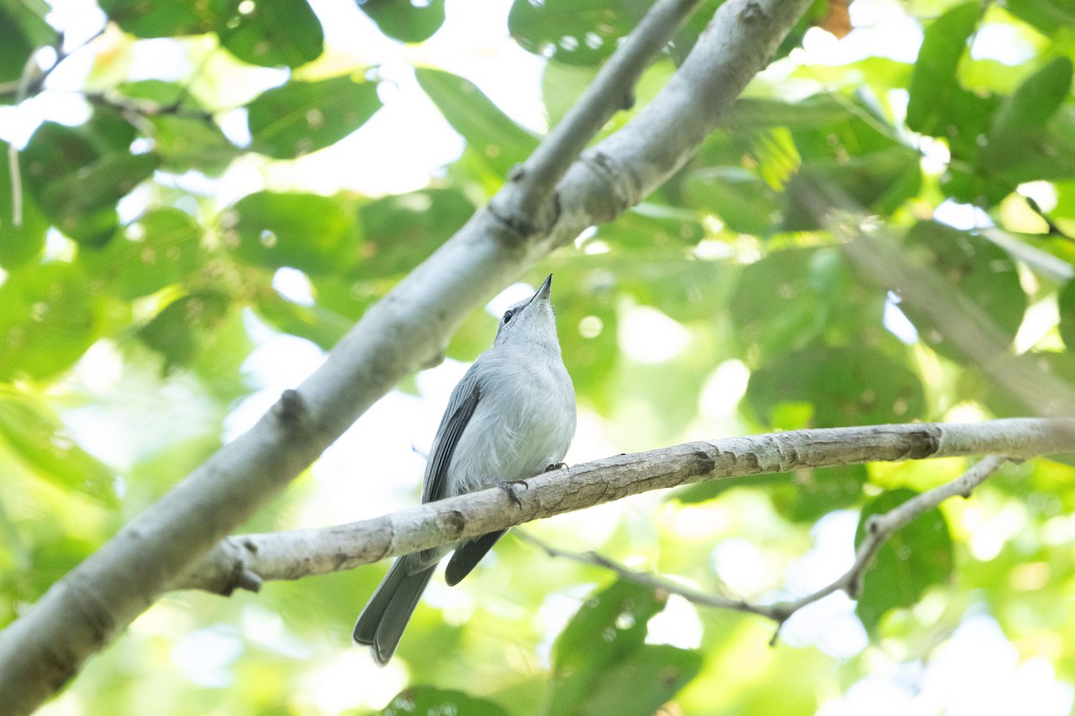 Ashy Flycatcher - ML647234658