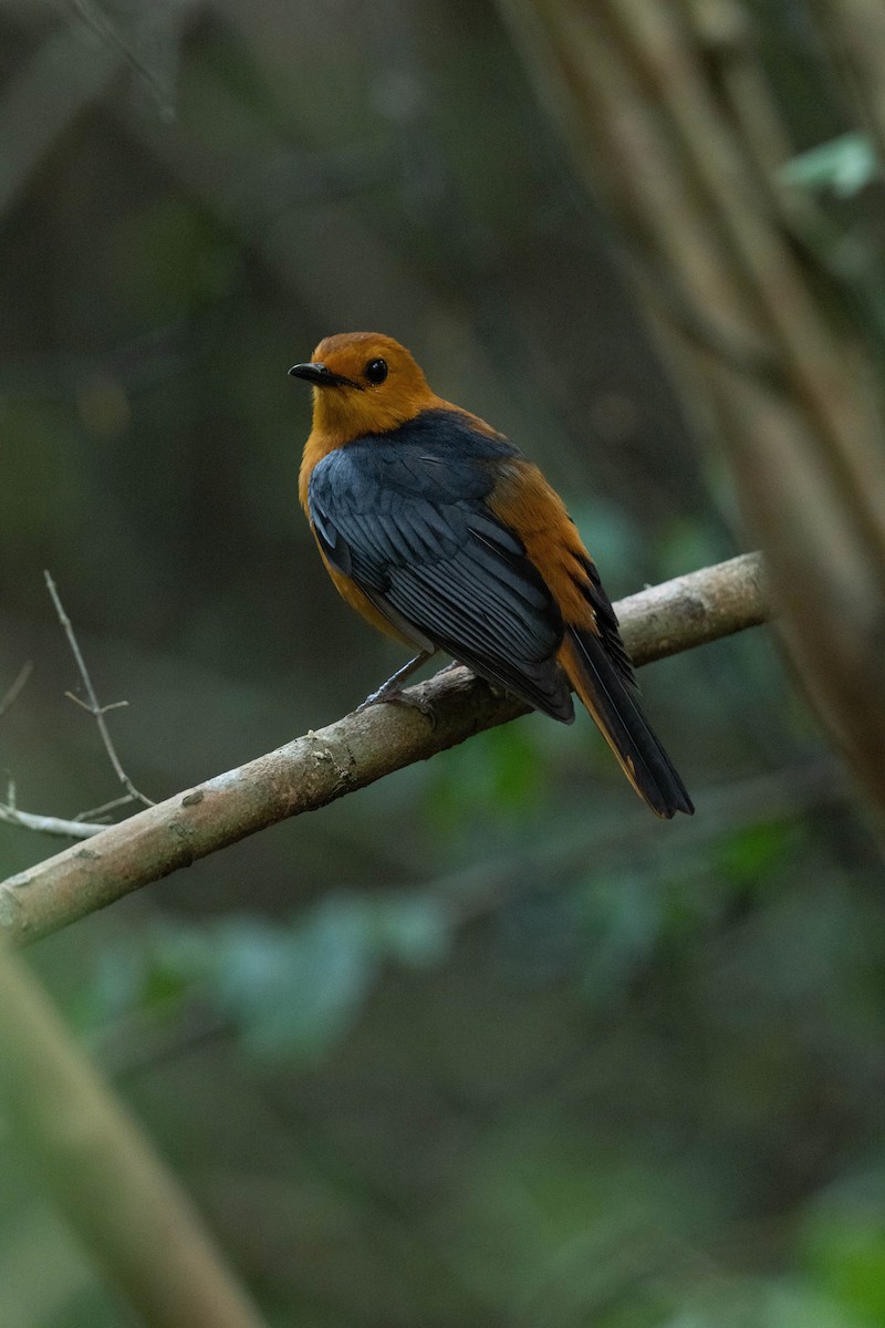 Red-capped Robin-Chat - ML647234659