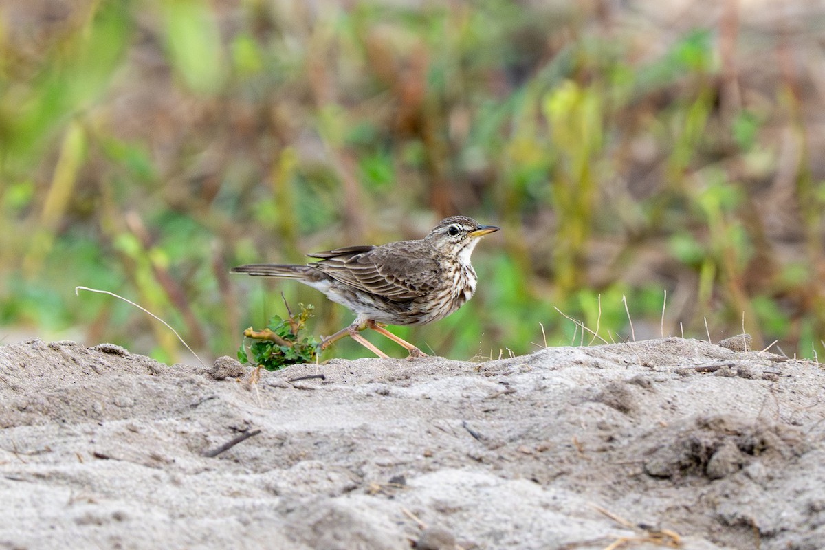 Malindi Pipit - ML647234665