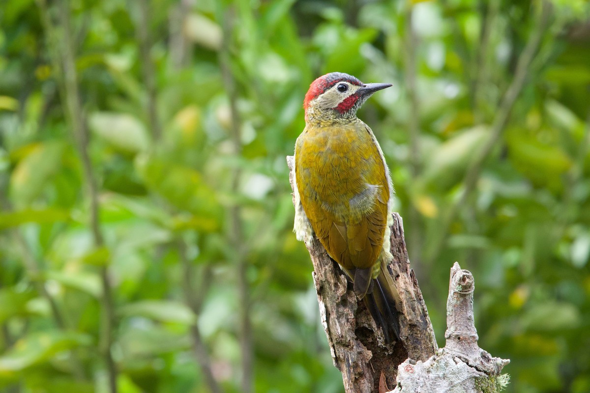 Golden-olive Woodpecker - ML647234671