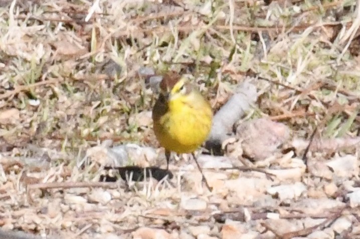 Palm Warbler (Yellow) - ML647234672