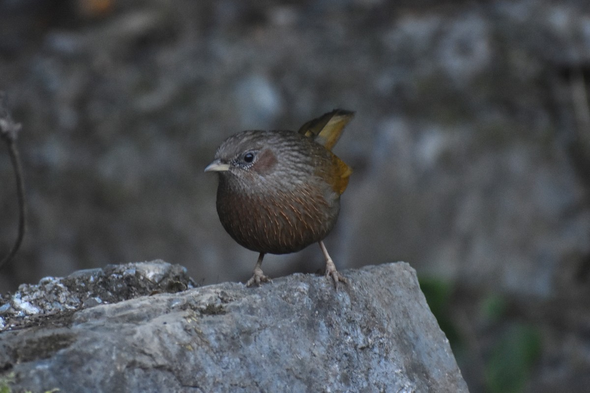 Streaked Laughingthrush - ML647234688
