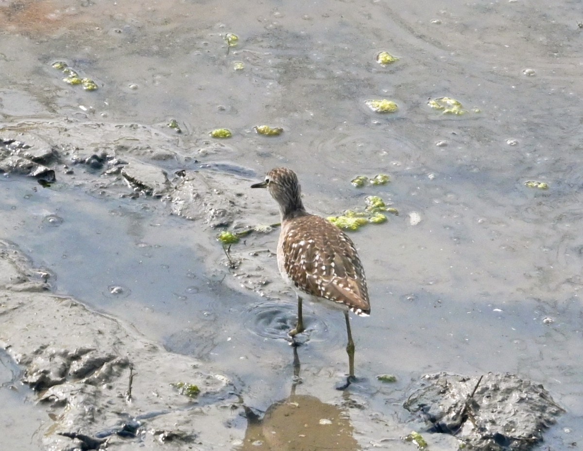 タカブシギ - ML647234692