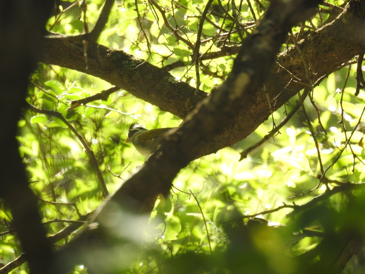 Moss-backed Sparrow - ML647234703