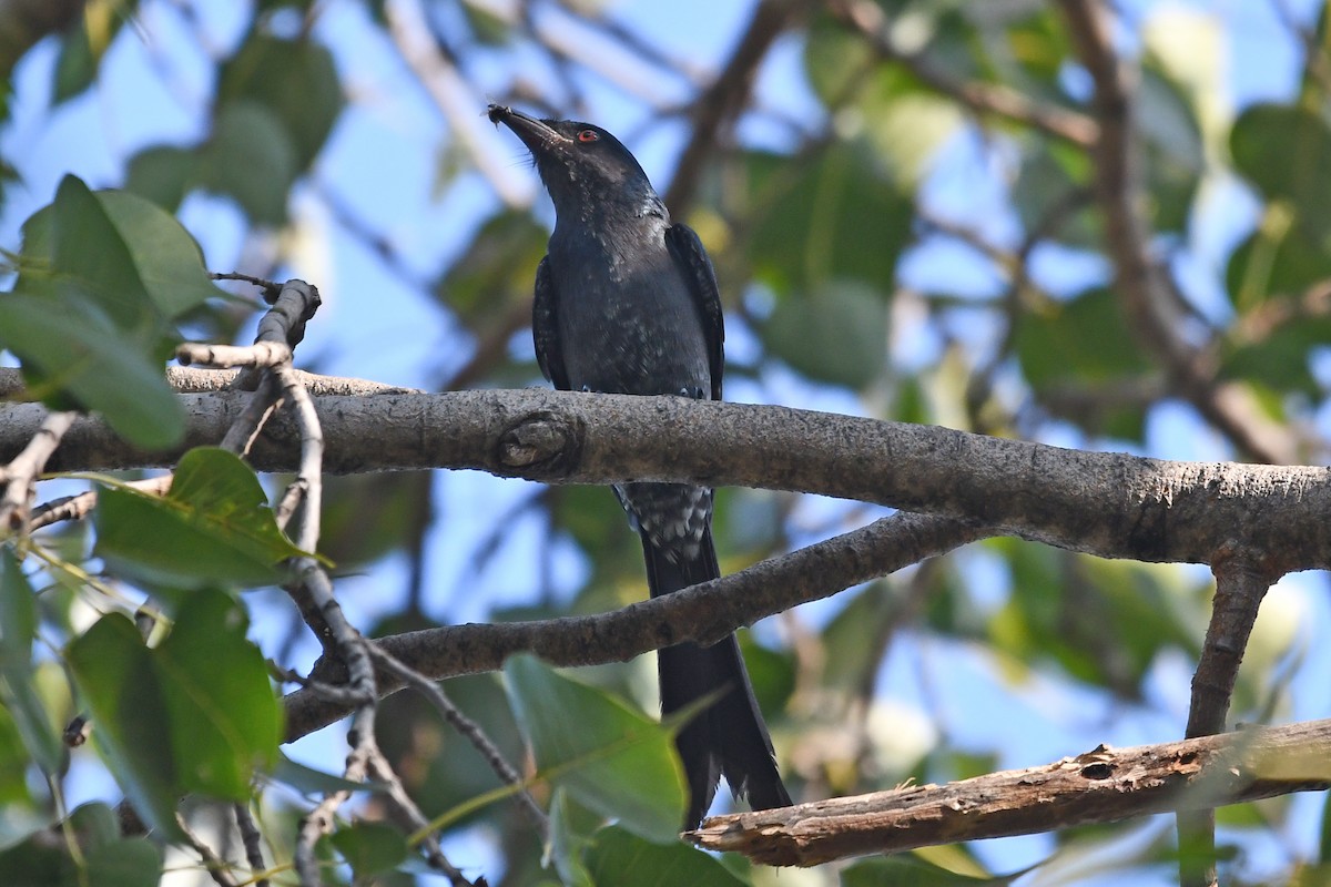 Black Drongo - ML647234705