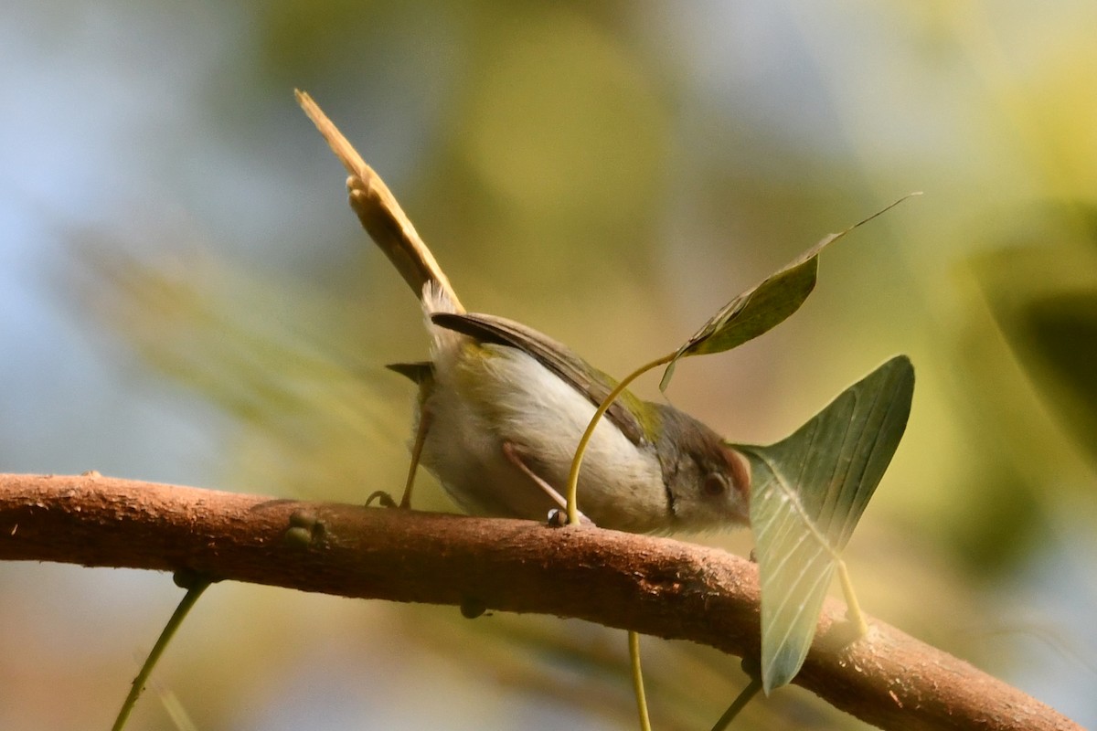 Terzikuşu - ML647234709