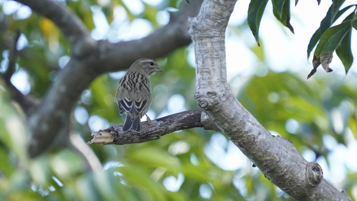 Red Fody - ML647234712