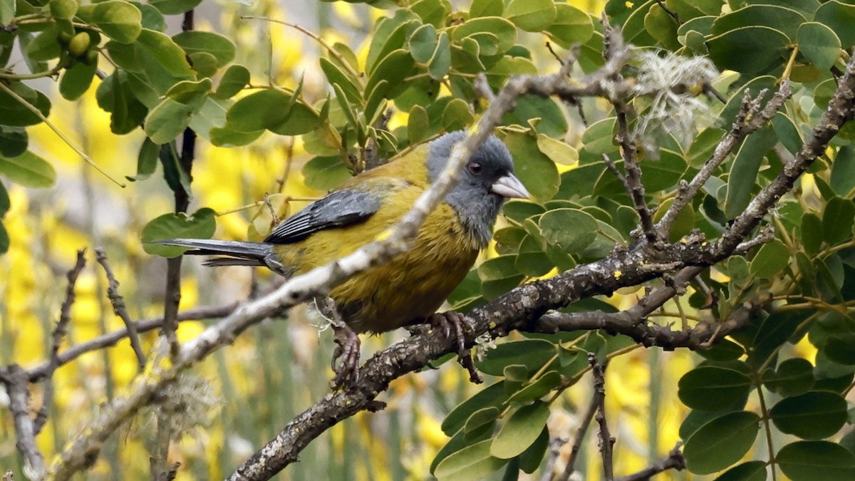 Gray-hooded Sierra Finch - ML647234752