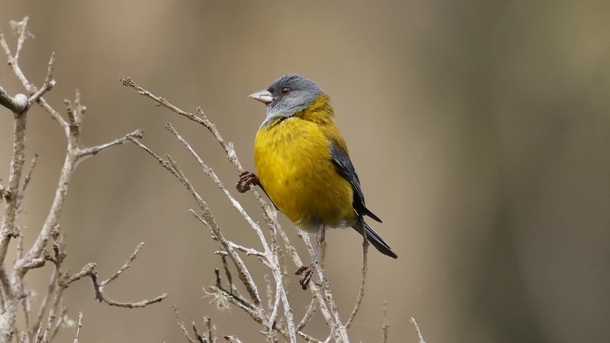 Gray-hooded Sierra Finch - ML647234753