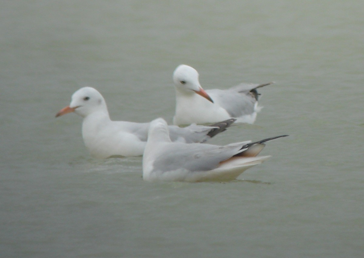 Морской голубок - ML647234760