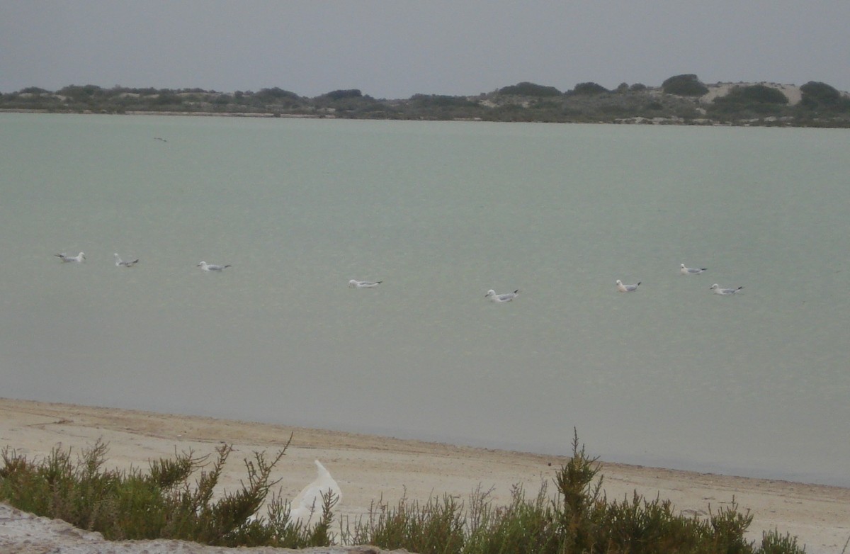 Морской голубок - ML647234761