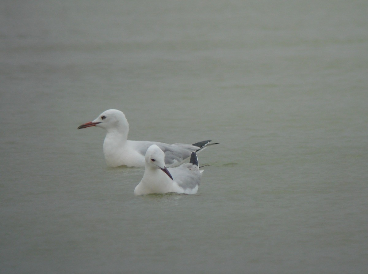 Морской голубок - ML647234762