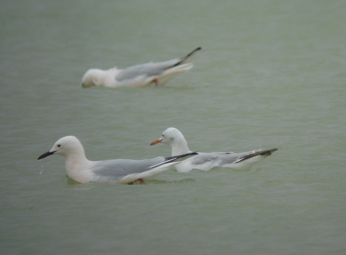 Морской голубок - ML647234763