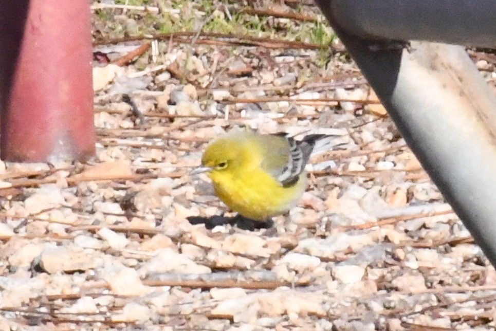 Pine Warbler - ML647234767