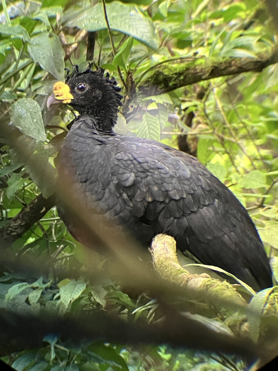 オオホウカンチョウ - ML647234770