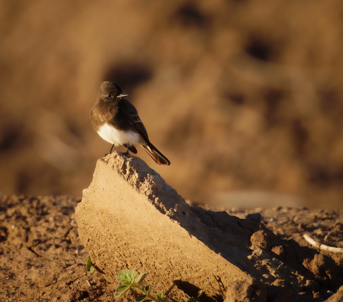 Black Phoebe - ML647234787