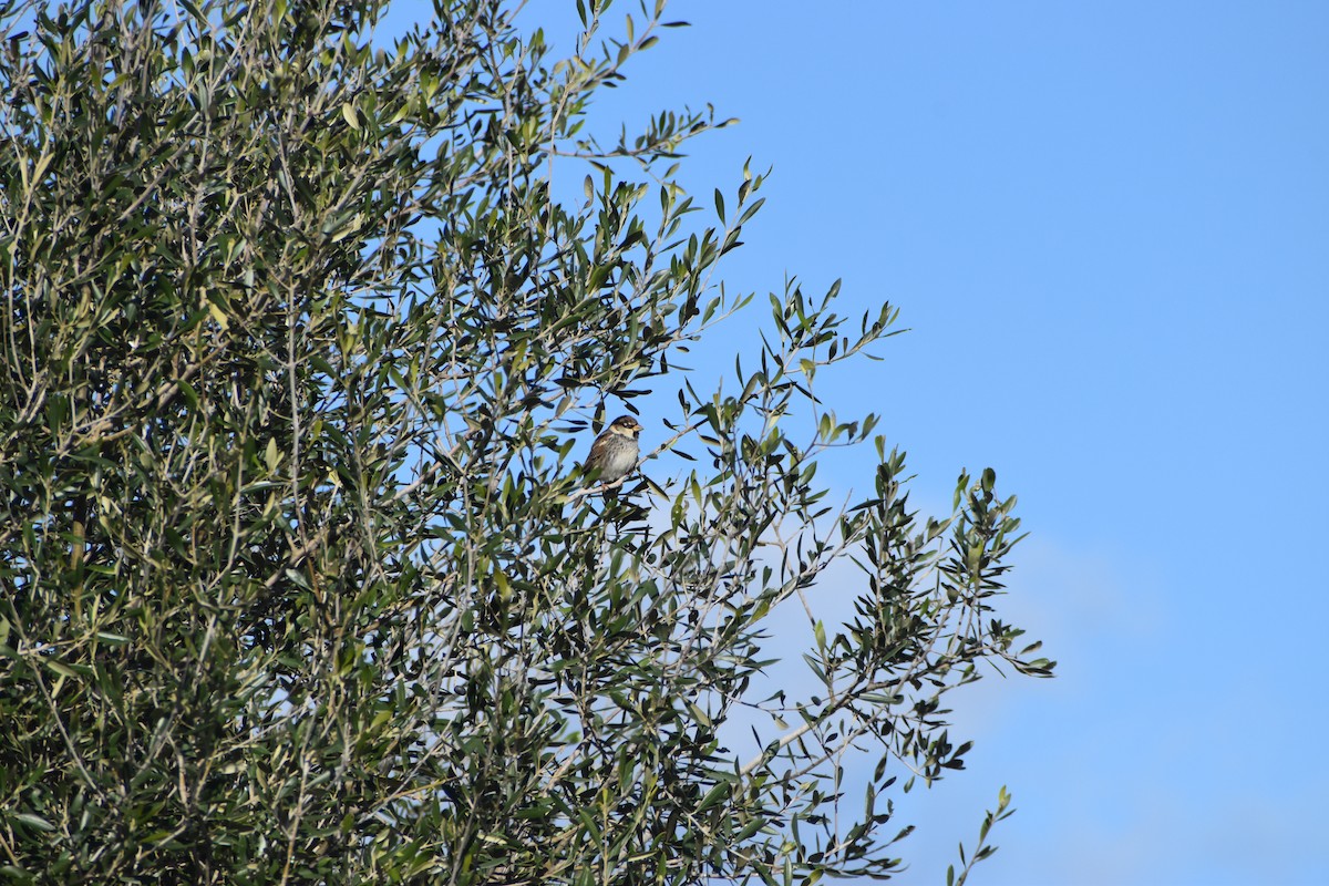 Spanish Sparrow - ML647234797