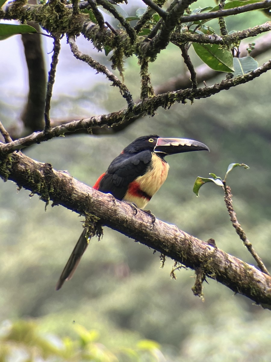 Collared Aracari - ML647234799