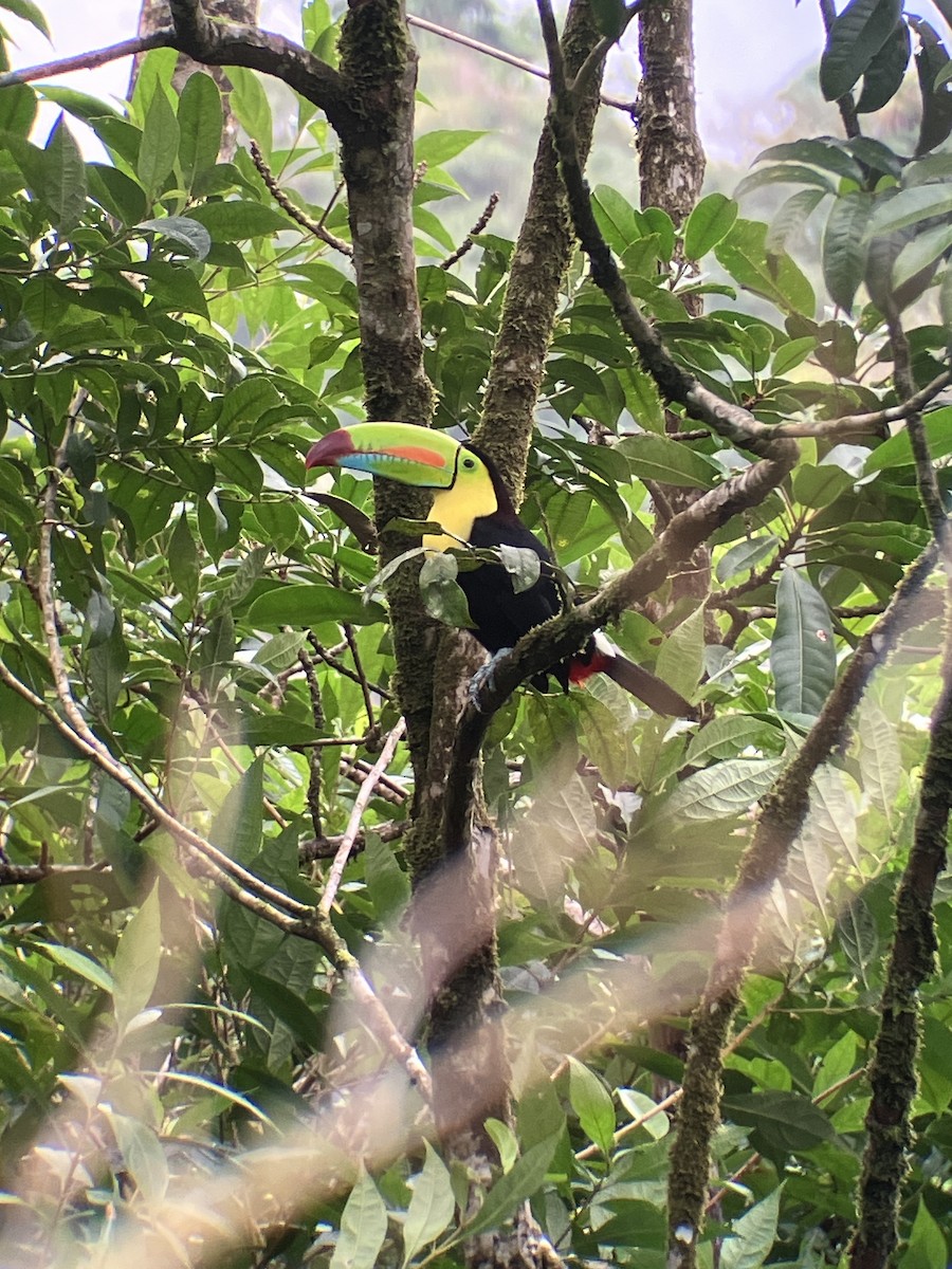 サンショクキムネオオハシ - ML647234807