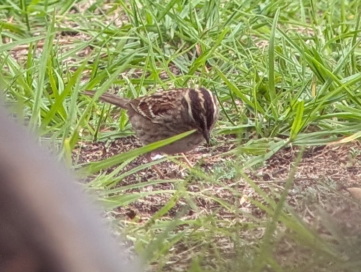 White-throated Sparrow - ML647234821