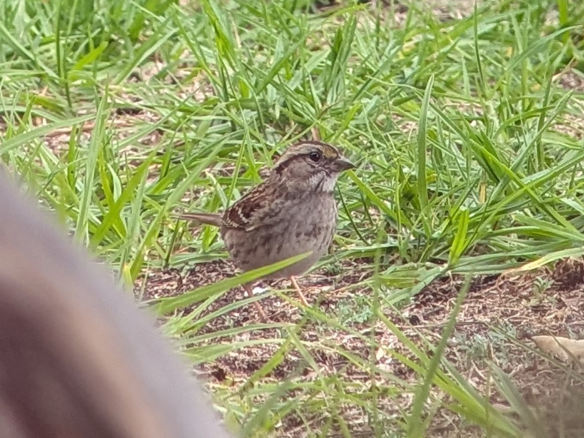 White-throated Sparrow - ML647234822