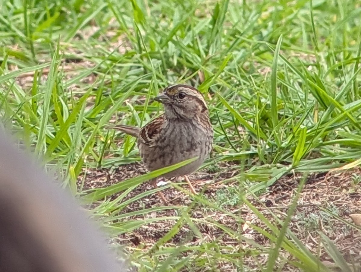 White-throated Sparrow - ML647234823