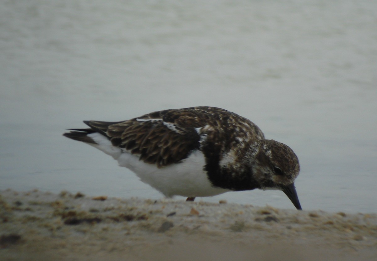 Ruddy Turnstone - ML647234844