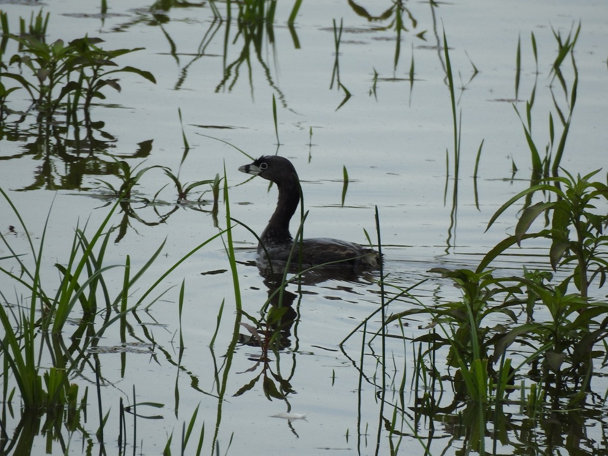 Pied-billed Grebe - ML647234859