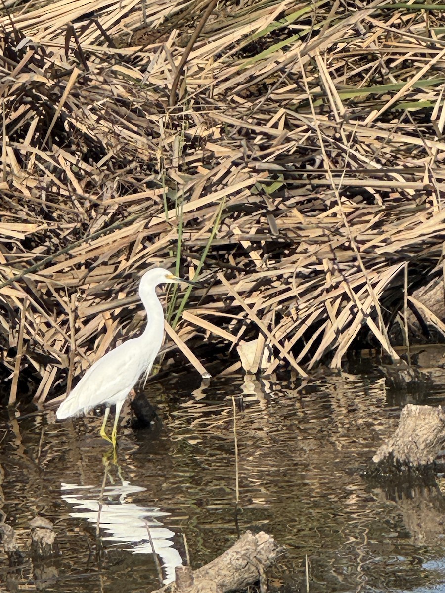 Garceta Nívea - ML647234860